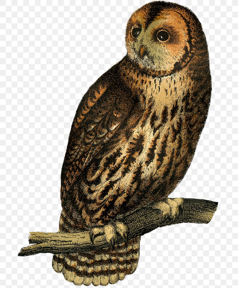 Great Grey Owl Beak Falcon Terrestrial Animal, PNG, 701x989px, Great Grey Owl, Animal, Beak, Bird, Bird Of Prey Download Free
