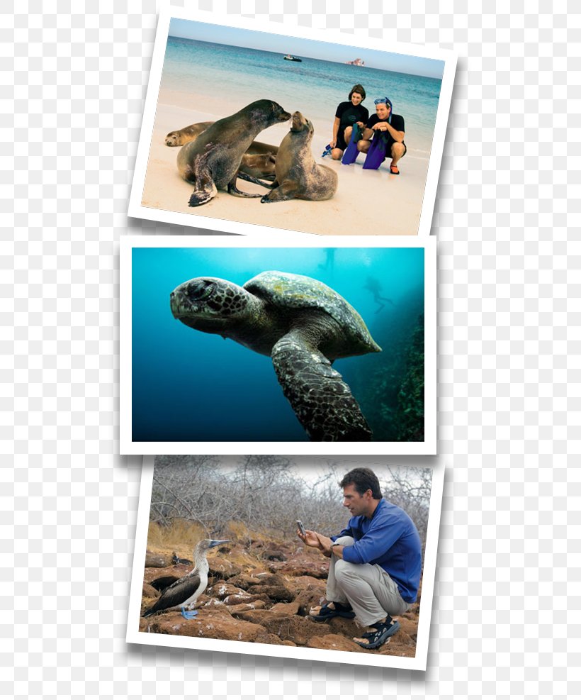 Sea Turtle Galápagos Islands Fauna Collage, PNG, 525x987px, Sea Turtle, Collage, Ecuador, Fauna, Organism Download Free