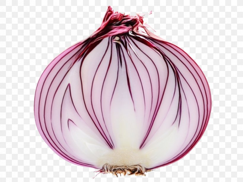 Shallots Red Onion Purple, PNG, 866x650px, Shallots, Allium, Amaryllis Family, Elephant Garlic, Flowering Plant Download Free