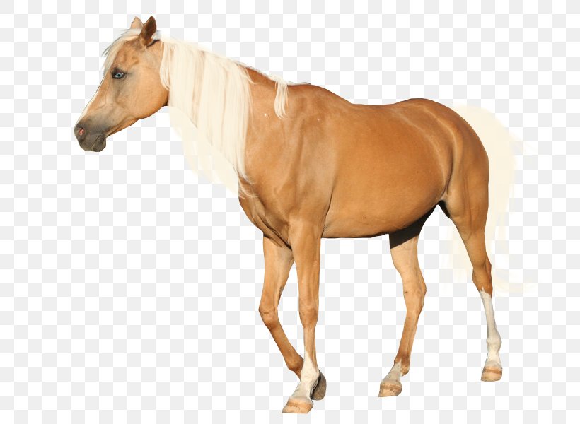 Andalusian Horse Mane Mustang Appaloosa Palomino, PNG, 715x600px, Andalusian Horse, Appaloosa, Bridle, Chestnut, Colt Download Free