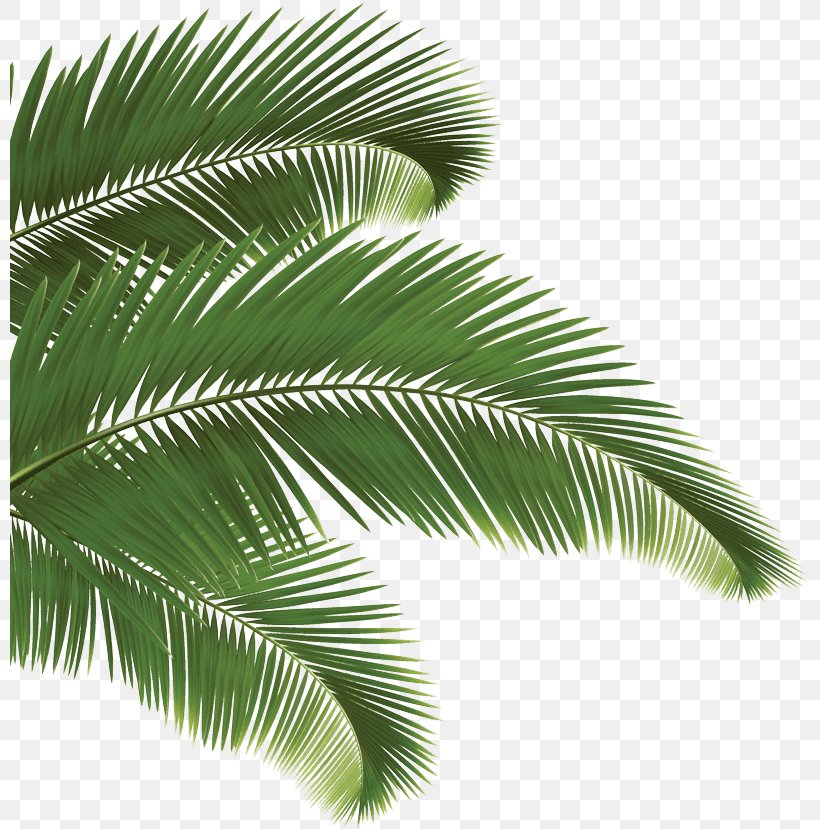 Arecaceae Palm Branch, PNG, 800x829px, Arecaceae, Arecales, Attalea ...