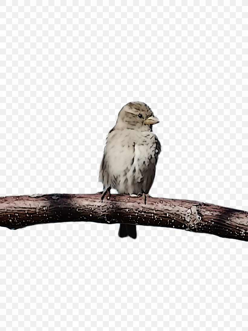 Bird, PNG, 1080x1440px, Bird, Beak, Perching Bird, Sparrow, Wildlife Download Free