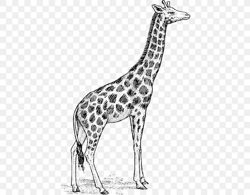 Giraffe Drawing Art Clip Art, PNG, 428x640px, Giraffe, Animal Figure, Art, Art Museum, Black And White Download Free