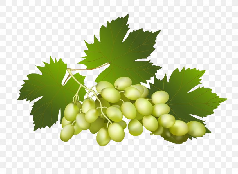 Grape Euclidean Vector Clip Art, PNG, 1000x732px, Grape, Aedmaasikas, Auglis, Cherry, Flower Download Free