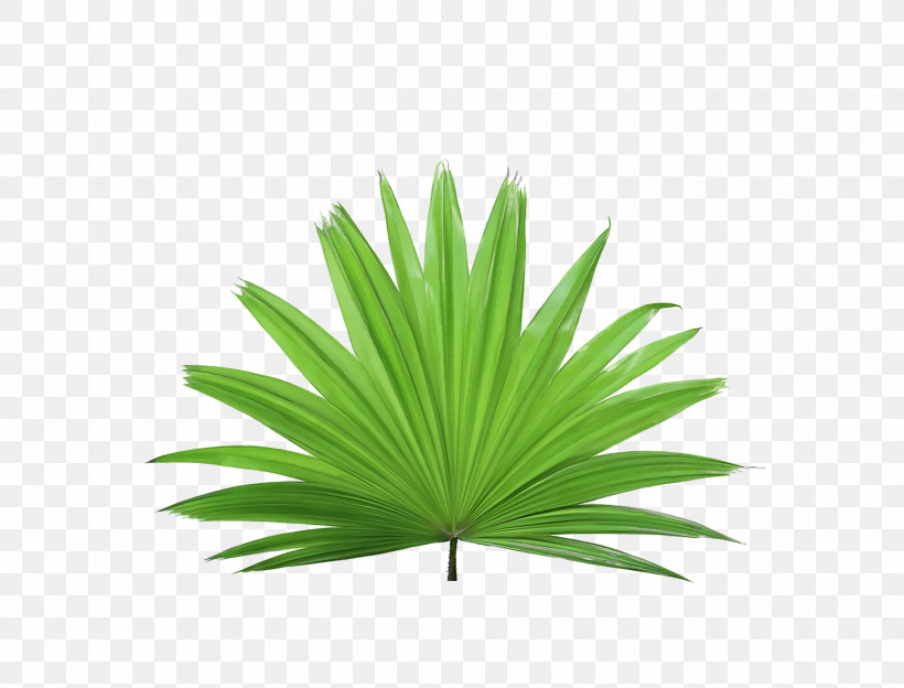 Palm Trees, PNG, 1892x1440px, Prague, Based On, Endowment Fund, Foundation, Home Download Free