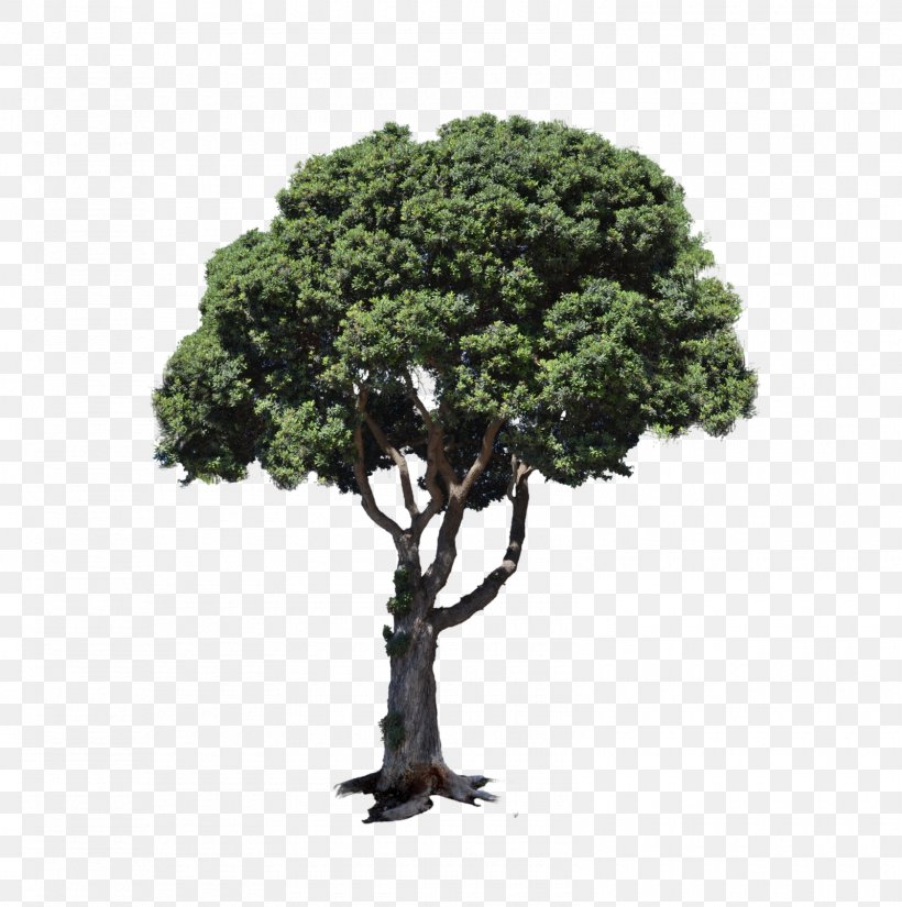 Tree Landscape Stock Photography, PNG, 1600x1610px, Tree, Bonsai, Houseplant, Landscape, Plant Download Free