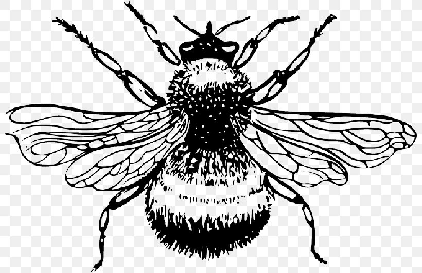 Bee Insect Clip Art Drawing Bombus Lucorum, PNG, 800x531px, Bee, Art, Arthropod, Beetle, Blackandwhite Download Free