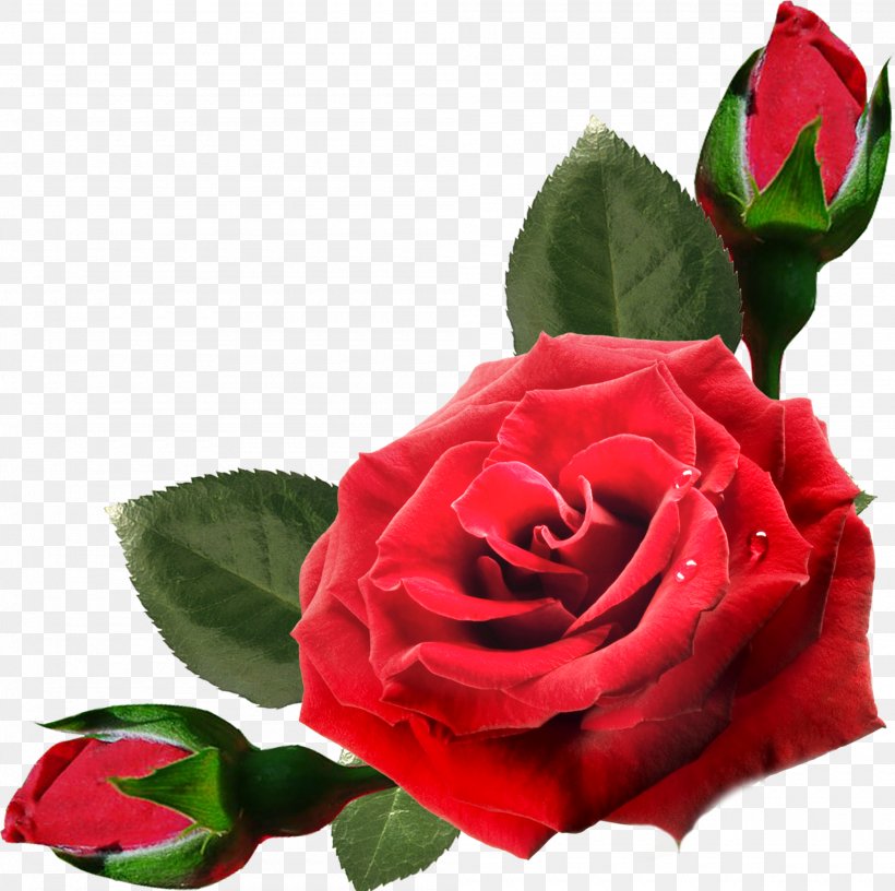 Flower Clip Art, PNG, 2000x1991px, Flower, China Rose, Cut Flowers, Floribunda, Floristry Download Free
