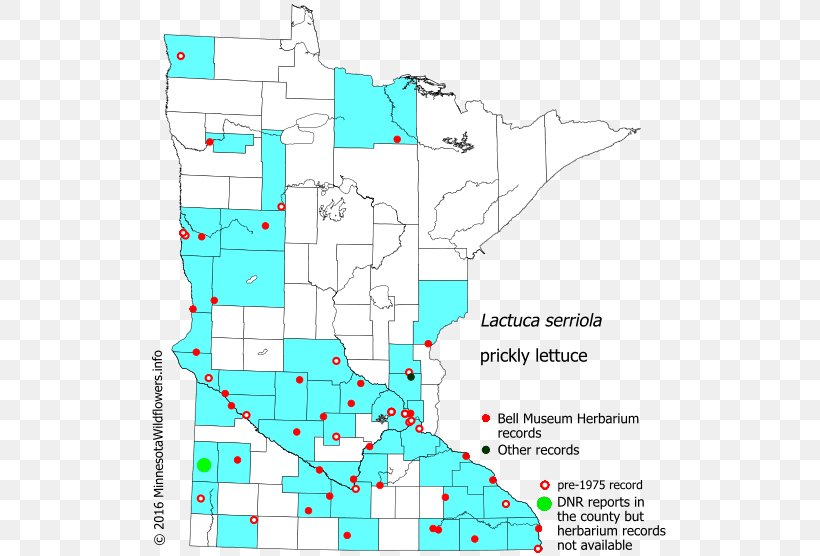 Minnesota Prickly Lettuce Pistia Lactuca Ludoviciana, PNG, 521x556px, Minnesota, Arales, Area, Arum, Diagram Download Free