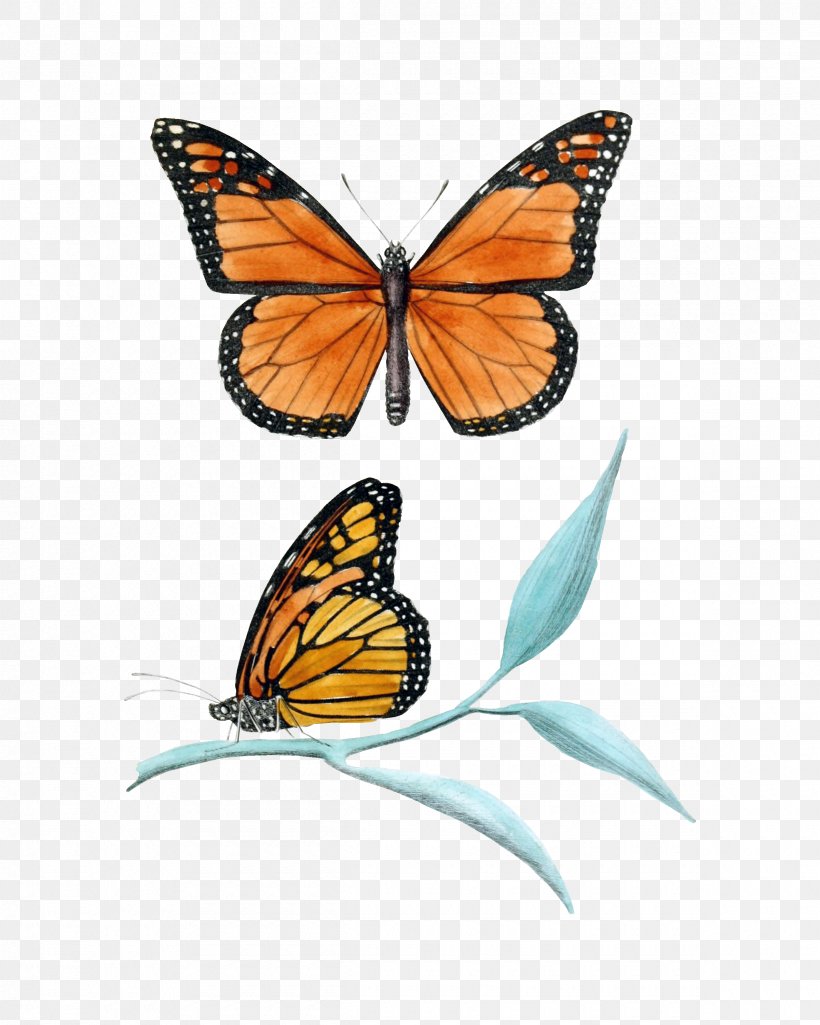 Monarch Butterfly Insect Clip Art, PNG, 2400x3000px, Butterfly, Aporia Crataegi, Art, Arthropod, Biological Illustration Download Free