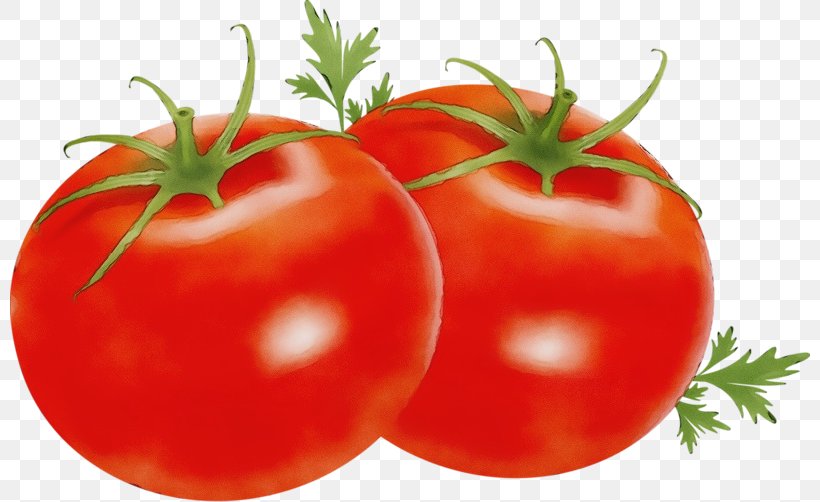 Tomato, PNG, 800x502px, Watercolor, Bush Tomato, Food, Fruit, Local Food Download Free