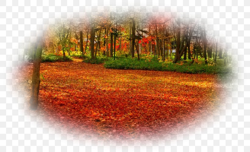 Desktop Wallpaper UXGA Leaf Light Tree, PNG, 800x500px, Uxga, Autumn, Color, Forest, Grass Download Free