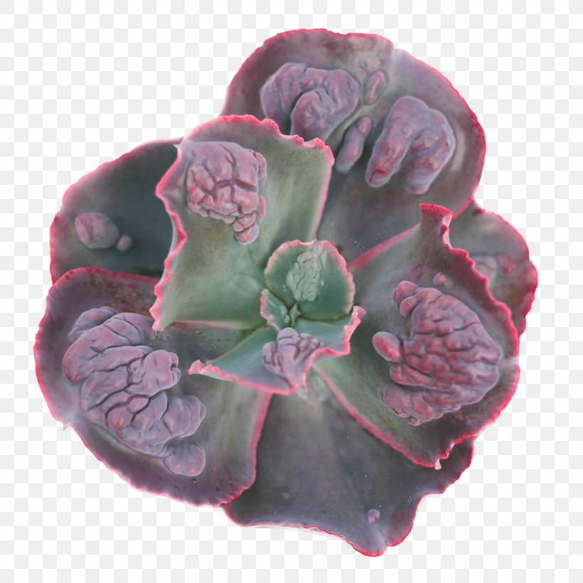 Echeveria Succulent Plant Magenta Purple Mount Etna, PNG, 1024x1024px, Echeveria, Cactaceae, Com, Flower, Herbaceous Plant Download Free