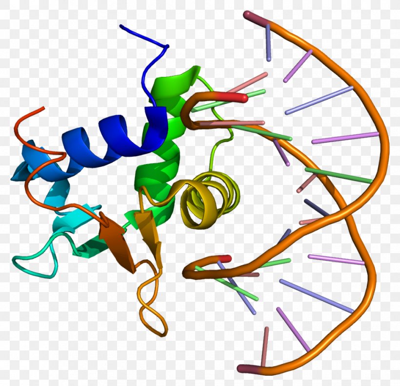 ELK4 Gene Protein ELK1 ETS Transcription Factor Family, PNG, 965x934px, Gene, Area, Artwork, Encyclopedia, English Wikipedia Download Free