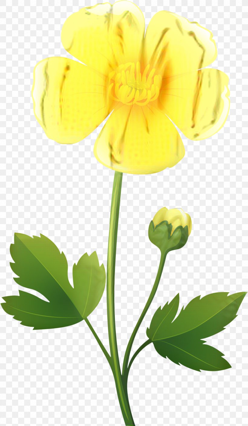 Flower Stem, PNG, 1747x2999px, Flower, Buttercup, Buttercups, Drawing, Evening Primrose Download Free