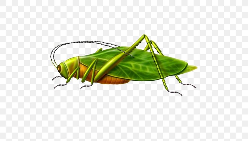 Grasshopper Locust Illustration, PNG, 653x468px, Grasshopper, Arthropod, Caelifera, Cartoon, Cricket Download Free
