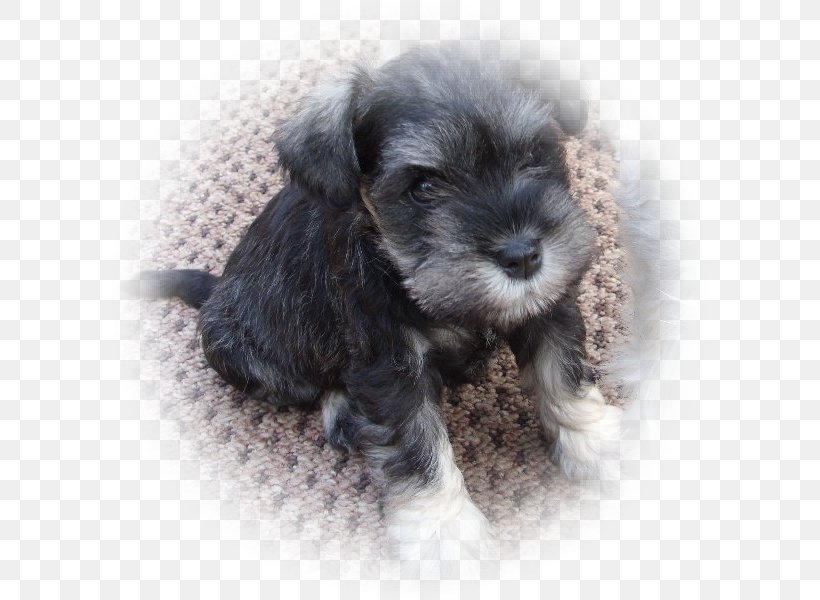 Miniature Schnauzer Standard Schnauzer Schnoodle Cesky Terrier Dog Breed, PNG, 600x600px, Miniature Schnauzer, Bolonka, Breed, Carnivoran, Cavapoo Download Free