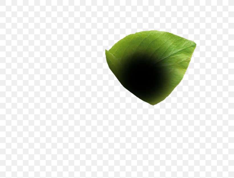 C.I.V. Consorzio Italiano Vivaisti Scarl Apple Product Design Consortium Taste, PNG, 679x623px, Apple, Consortium, Flower, Green, Leaf Download Free