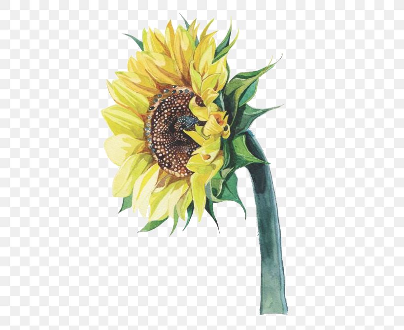 Common Sunflower Watercolor Painting Illustrator Illustration, PNG, 479x669px, Common Sunflower, Art, Artificial Flower, Arumlily, Botanical Illustration Download Free