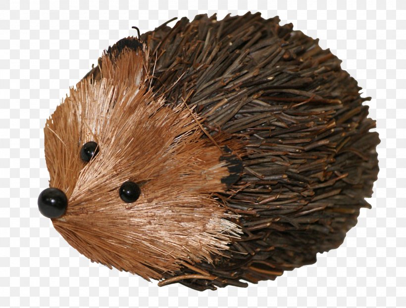 Domesticated Hedgehog Porcupine Echidna, PNG, 1500x1140px, Domesticated Hedgehog, Computer Mouse, Designer, Domestication, Echidna Download Free