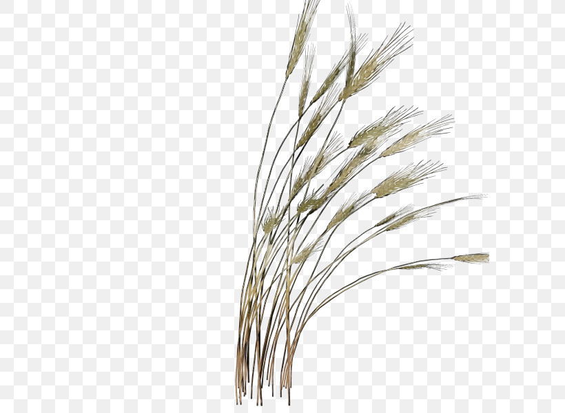 Plant Stem Grasses Twig Emmer Tree, PNG, 600x600px, Watercolor, Biology, Commodity, Emmer, Grain Download Free