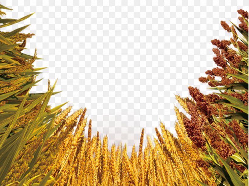 Crop Wheat Barley Five Grains, PNG, 946x708px, Crop, Advertising, Agriculture, Barley, Cereal Download Free