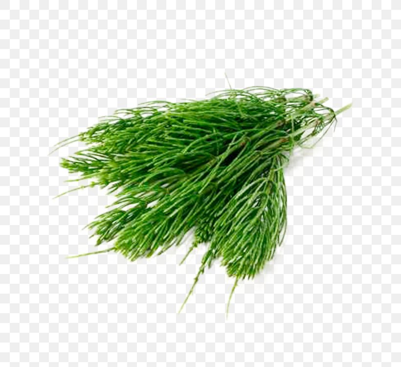 Grass Plant Chives Grass Family Vegetable, PNG, 750x750px, Grass, Chives, Dill, Food, Grass Family Download Free