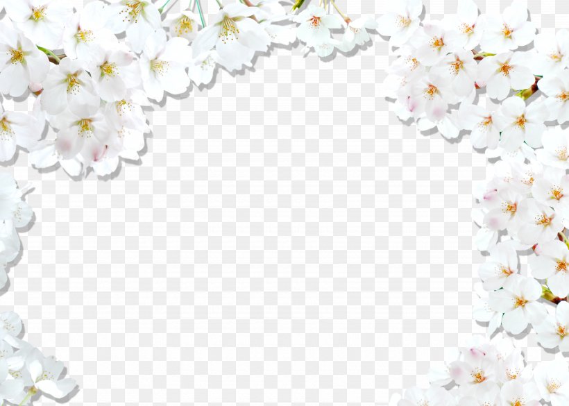 National Cherry Blossom Festival White, PNG, 3500x2500px, National Cherry Blossom Festival, Blossom, Cerasus, Cherry Blossom, Floral Design Download Free
