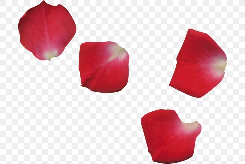 Petal Flower Transparency And Translucency Garden Roses, PNG, 700x551px, Petal, Color, Flower, Garden Roses, Gimp Download Free