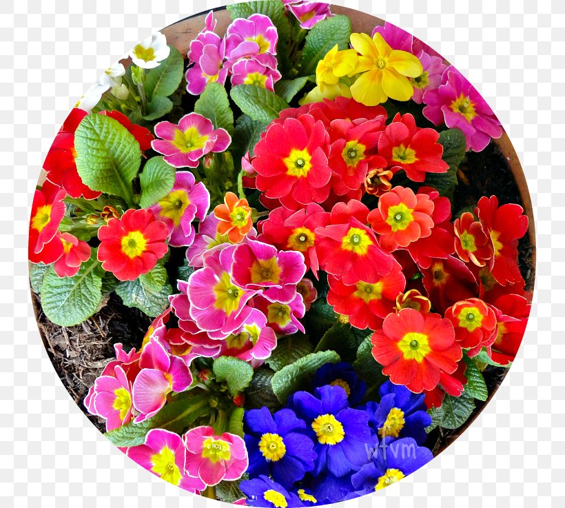 Primrose Begonia Annual Plant Magenta Flowerpot, PNG, 737x737px, Primrose, Annual Plant, Begonia, Flower, Flowering Plant Download Free