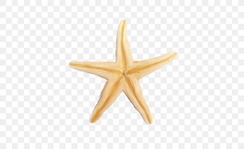 Starfish Google Images, PNG, 500x500px, Starfish, Echinoderm, Editing, Google Images, Information Download Free