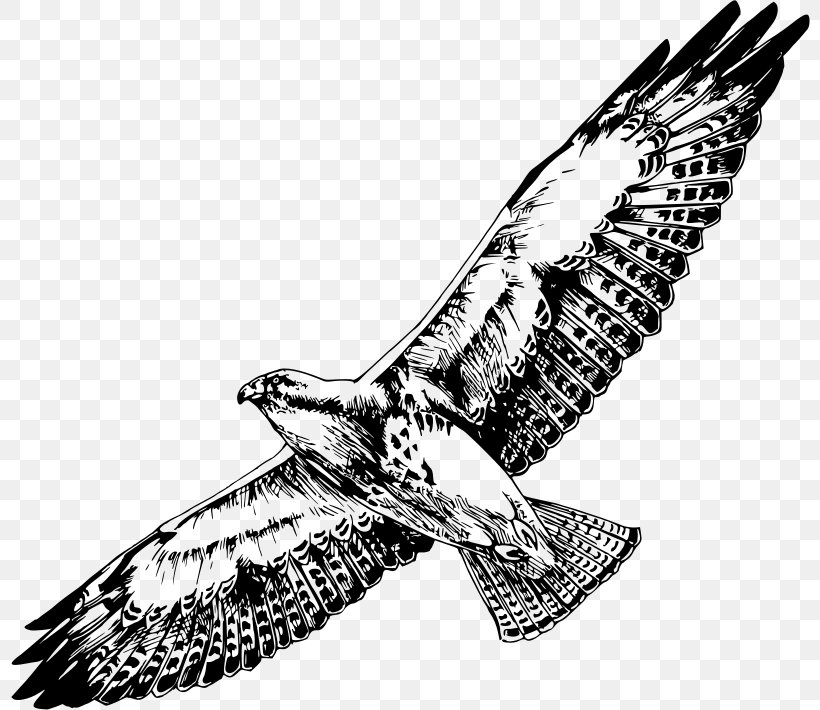 Bird Of Prey Swainson's Hawk Clip Art, PNG, 800x710px, Bird, Accipitriformes, American Kestrel, Bald Eagle, Beak Download Free