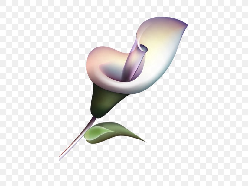 Download Clip Art, PNG, 429x615px, Lilium, Computer, Copyright, Flower, Highdefinition Television Download Free