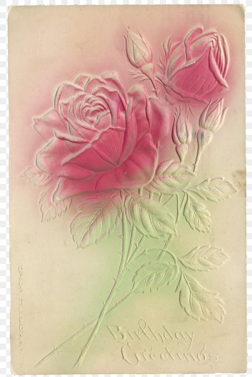 Garden Roses Cabbage Rose Paper Drawing Floral Design, PNG, 1067x1600px, Garden Roses, Cabbage Rose, Drawing, Floral Design, Flower Download Free