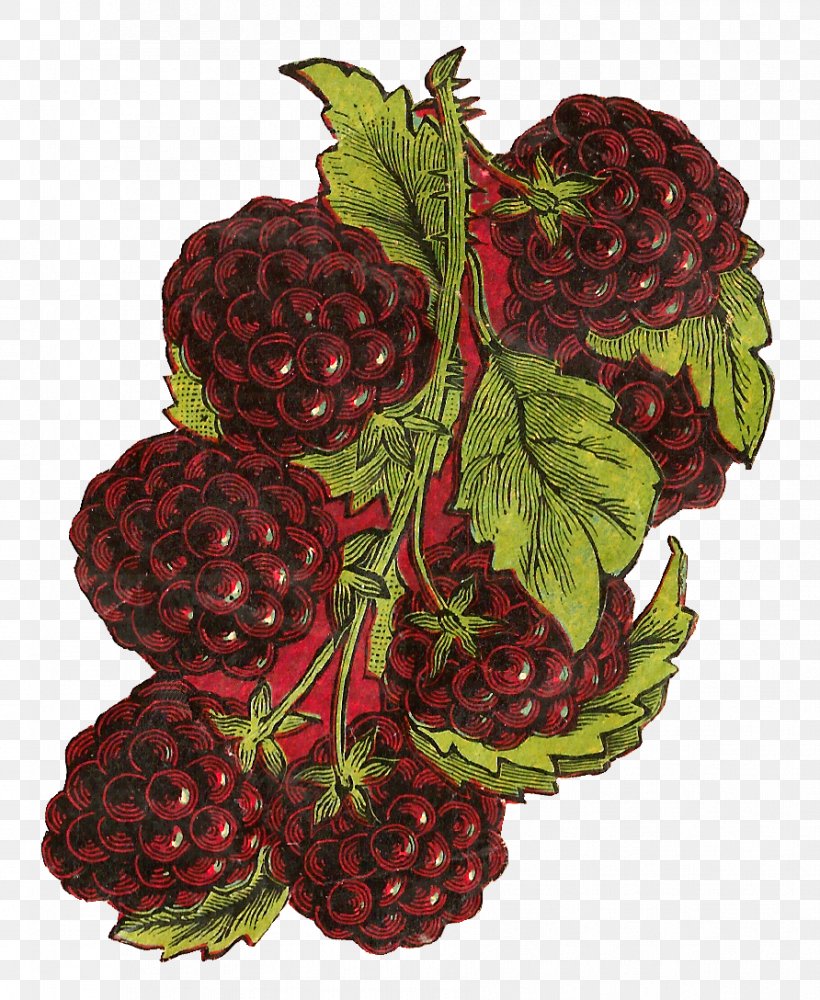 Loganberry BlackBerry KEYone BlackBerry Priv BlackBerry Classic, PNG, 892x1088px, Loganberry, Accessory Fruit, Berry, Blackberry, Blackberry Classic Download Free