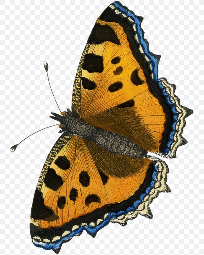 Monarch Butterfly Gossamer-winged Butterflies Clip Art Brush-footed Butterflies, PNG, 740x1024px, Monarch Butterfly, American Painted Lady, Argynnis, Arthropod, Brushfooted Butterflies Download Free