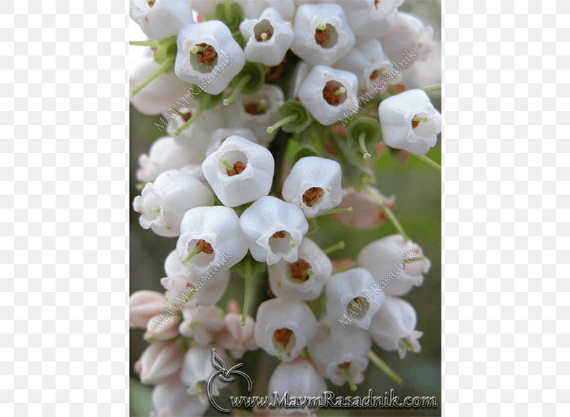 European Blueberry Bilberry Flower Viburnum, PNG, 800x600px, European Blueberry, Auglis, Berry, Bilberry, Color Download Free