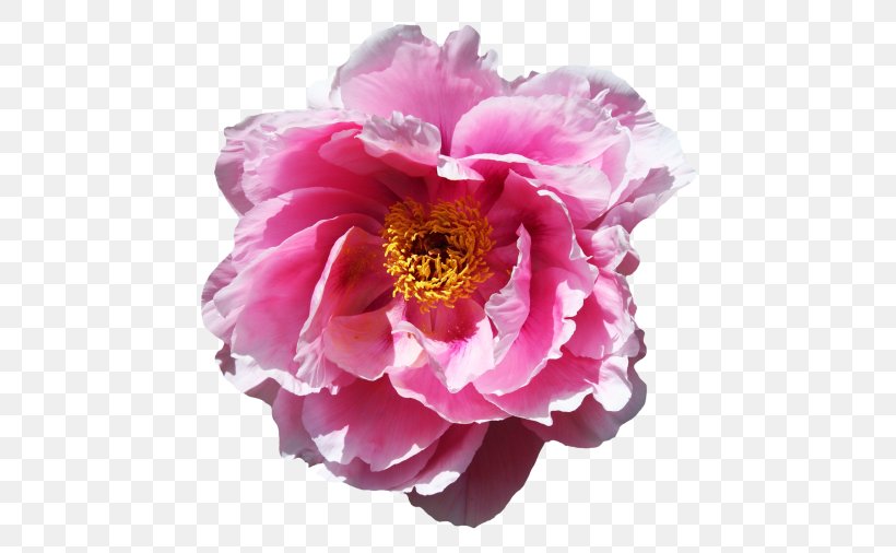 Rose Flower Desktop Wallpaper, PNG, 500x506px, Rose, Annual Plant, Blossom, Cut Flowers, Floral Design Download Free