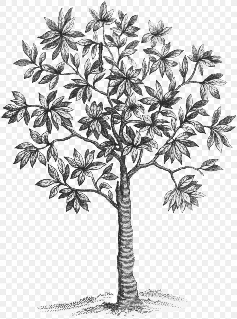 Asian Palmyra Palm /m/02csf Drawing Leaf Plant Stem, PNG, 1337x1800px, Asian Palmyra Palm, Arecales, Black, Black And White, Borassus Download Free