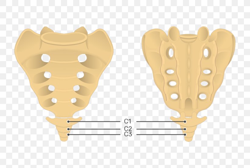 Sacrum Coccyx Posterior Sacral Foramina Intervertebral Foramen Hip Bone, PNG, 745x550px, Sacrum, Anatomy, Bone, Coccyx, Coronal Plane Download Free