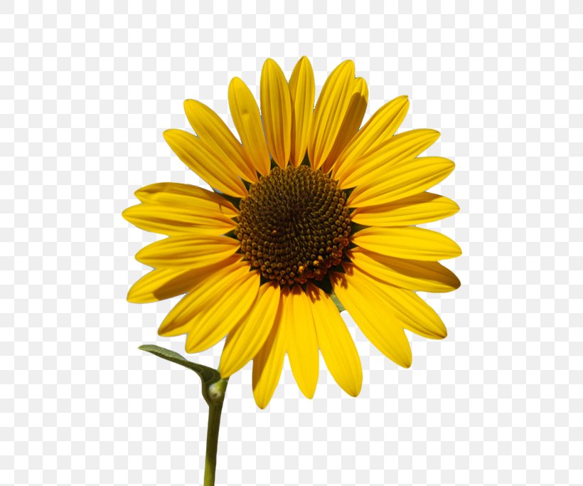 Common Sunflower Sunflower Oil Sunflower Seed Wallpaper, PNG, 514x683px, Common Sunflower, Black And White, Daisy, Daisy Family, Display Resolution Download Free
