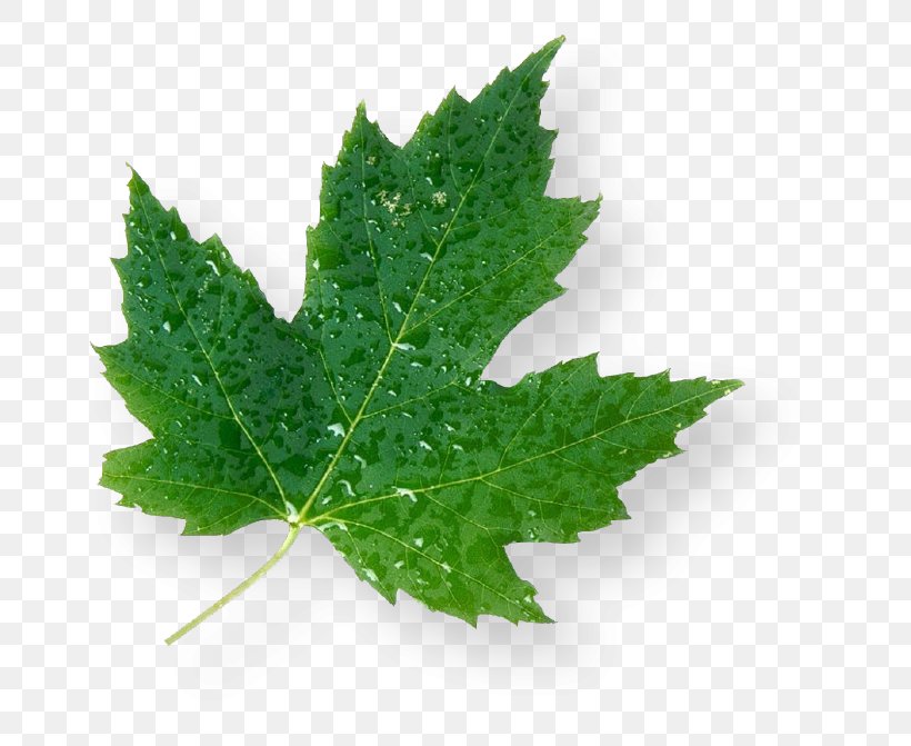 Maple Leaf Green Canada, PNG, 711x671px, Maple Leaf, Business, Canada, Floral Emblem, Food Download Free