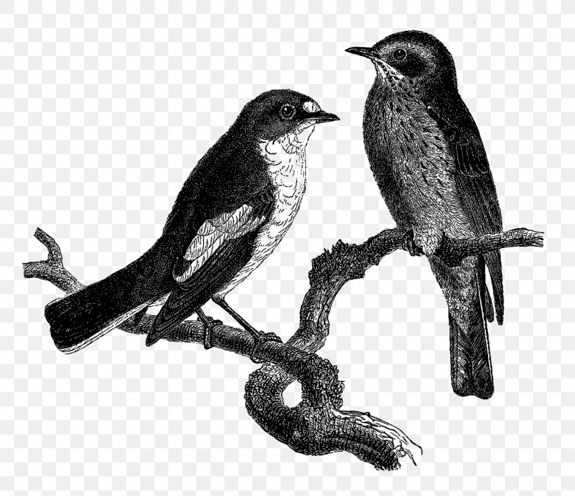 Finches American Crow American Sparrows Beak Common Raven, PNG, 1600x1382px, Finches, American Crow, American Sparrows, Beak, Bird Download Free
