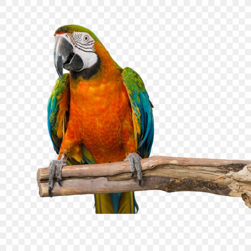 Lovebird, PNG, 1080x1080px, Bird, Beak, Budgie, Lovebird, Macaw Download Free