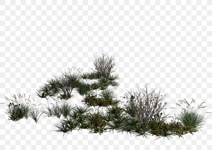 Tree, PNG, 1000x707px, Tree, Branch, Conifer, Conifers, Evergreen Download Free