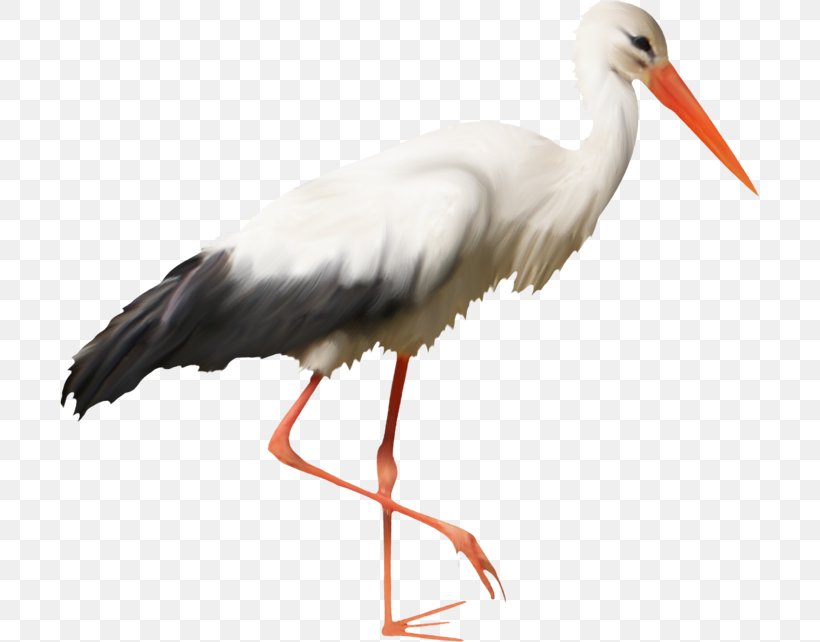 White Stork Bird Beak Feather Wader, PNG, 700x642px, White Stork, Beak, Bird, Brasserie Saintgermain, Ciconiiformes Download Free