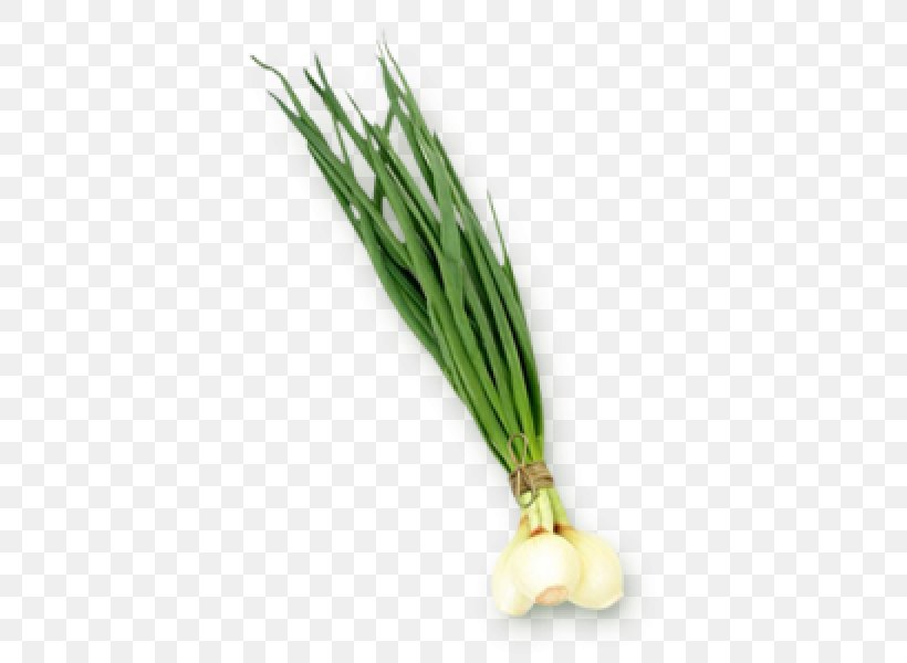 Allium Fistulosum Onion Leek Scallion Clénay, PNG, 600x600px, Allium Fistulosum, Allium, Cafe, Cafeteria, Commodity Download Free