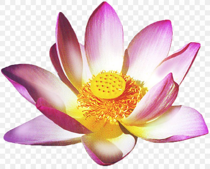 Faith Healing Health Reiki Lotus Thai Massage, PNG, 835x673px, Healing, Aquatic Plant, Experience, Faith Healing, Flower Download Free