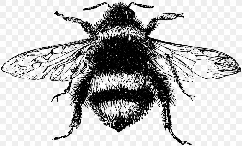 Honey Bee Insect Drawing, PNG, 1800x1089px, Bee, Art, Arthropod, Black And White, Bombus Lucorum Download Free