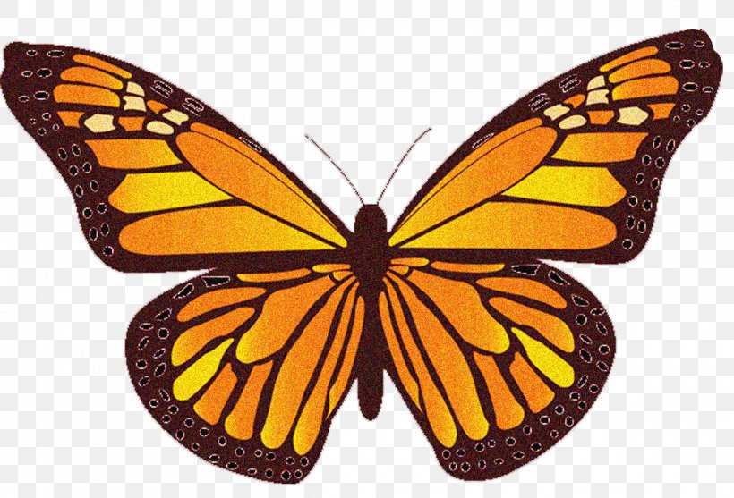 Non-Hodgkin Lymphoma Cancer Pharo Arlette DO Mantle Cell Lymphoma, PNG, 1200x816px, Nonhodgkin Lymphoma, Acute Lymphoblastic Leukemia, Arthropod, Brush Footed Butterfly, Butterfly Download Free